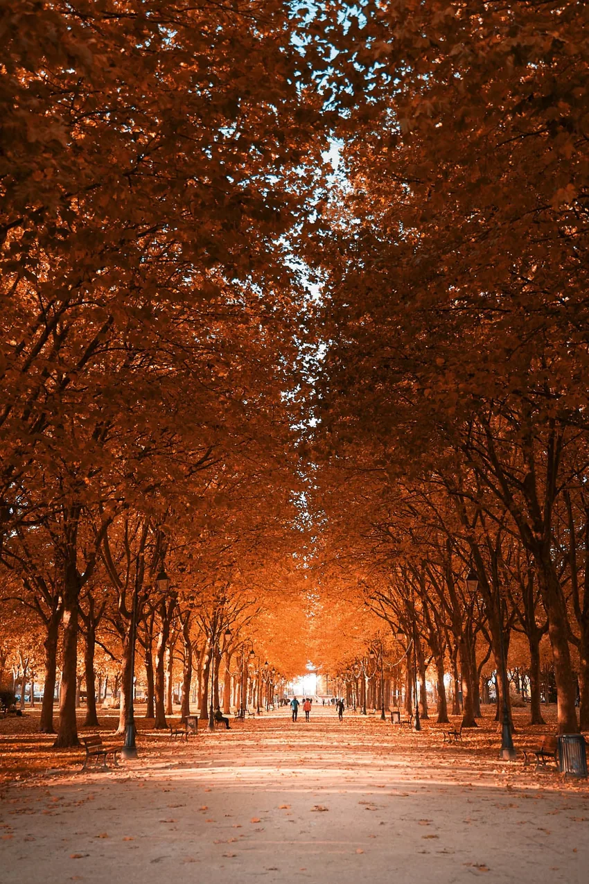 Allée d'automne, perspective lumineuse