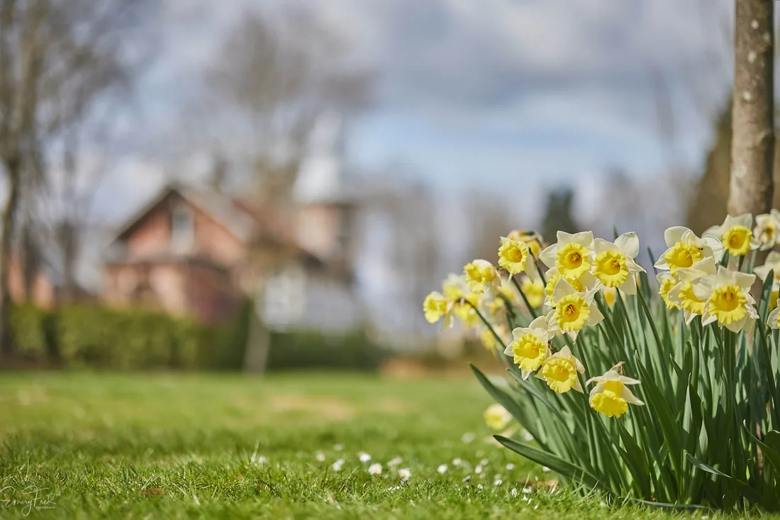 Jonquilles au printemps, jardin patrimonial