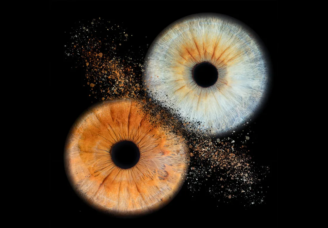 Duo d'iris, contraste des regards