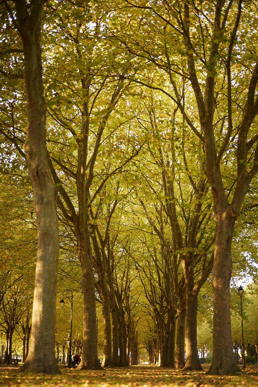 Verticalité, arbres et lumière