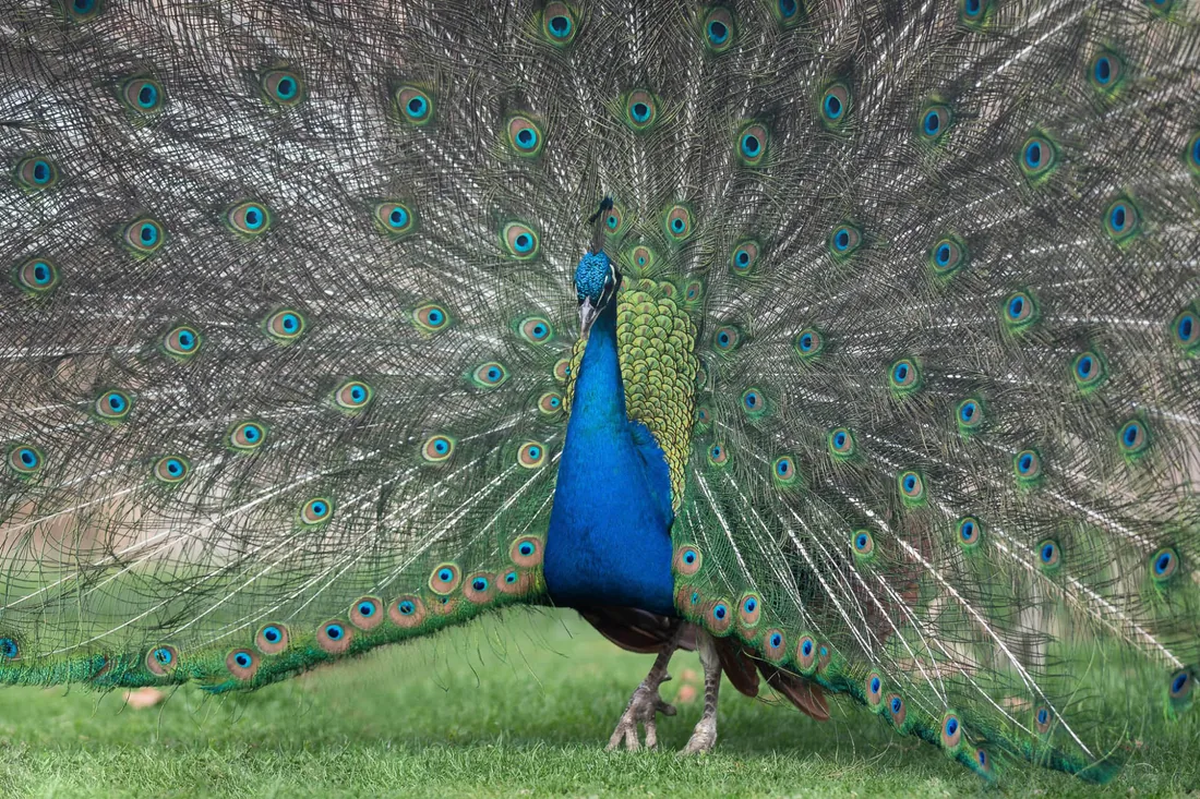 Paon faisant la roue