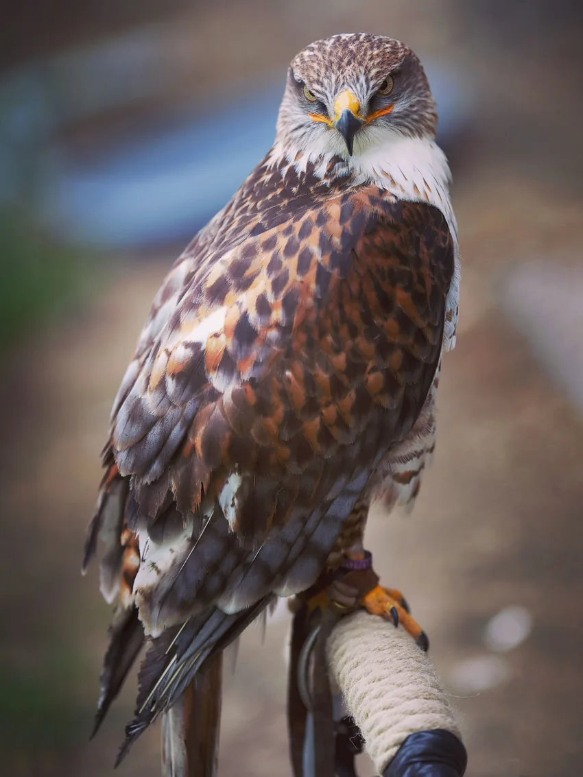 Regard perçant, rapace en majesté