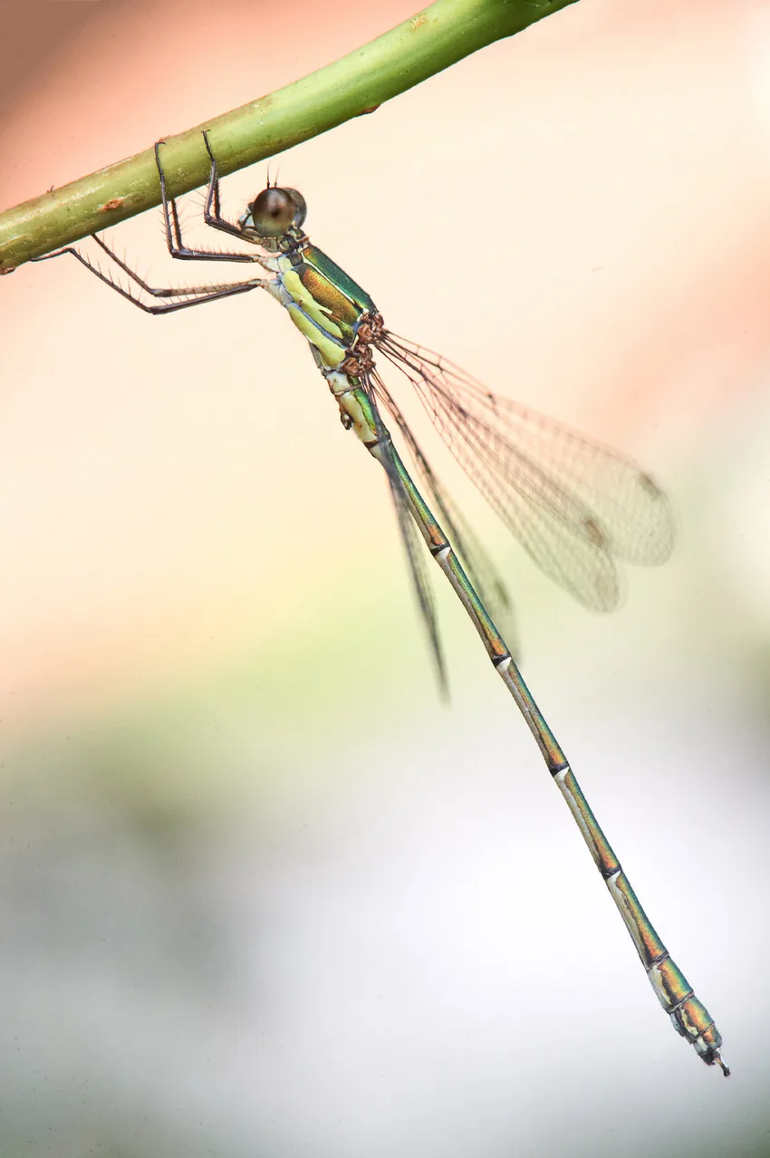 Demoiselle suspendue, fragilité de l'instant