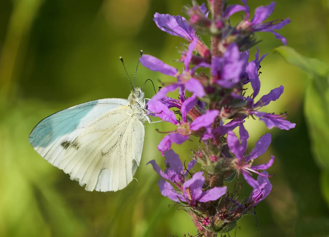 Papillon blanc sur fleur pourpre