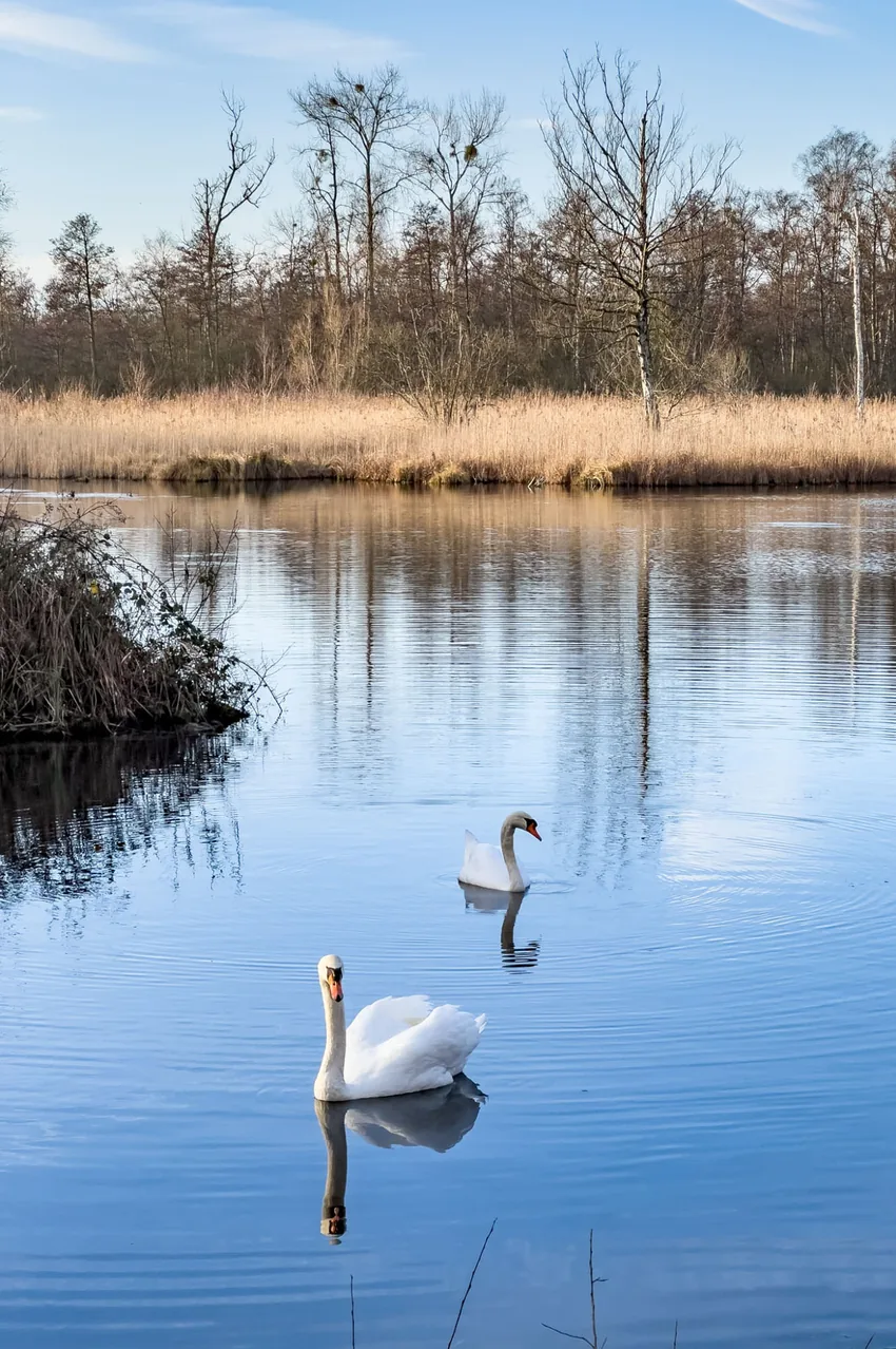 Cygnes, élégance sur l'eau calme