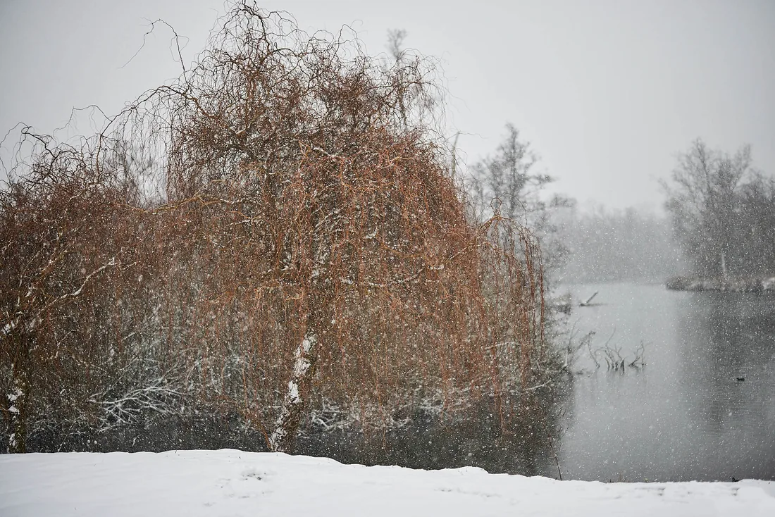 Saule givré, bord de l'eau