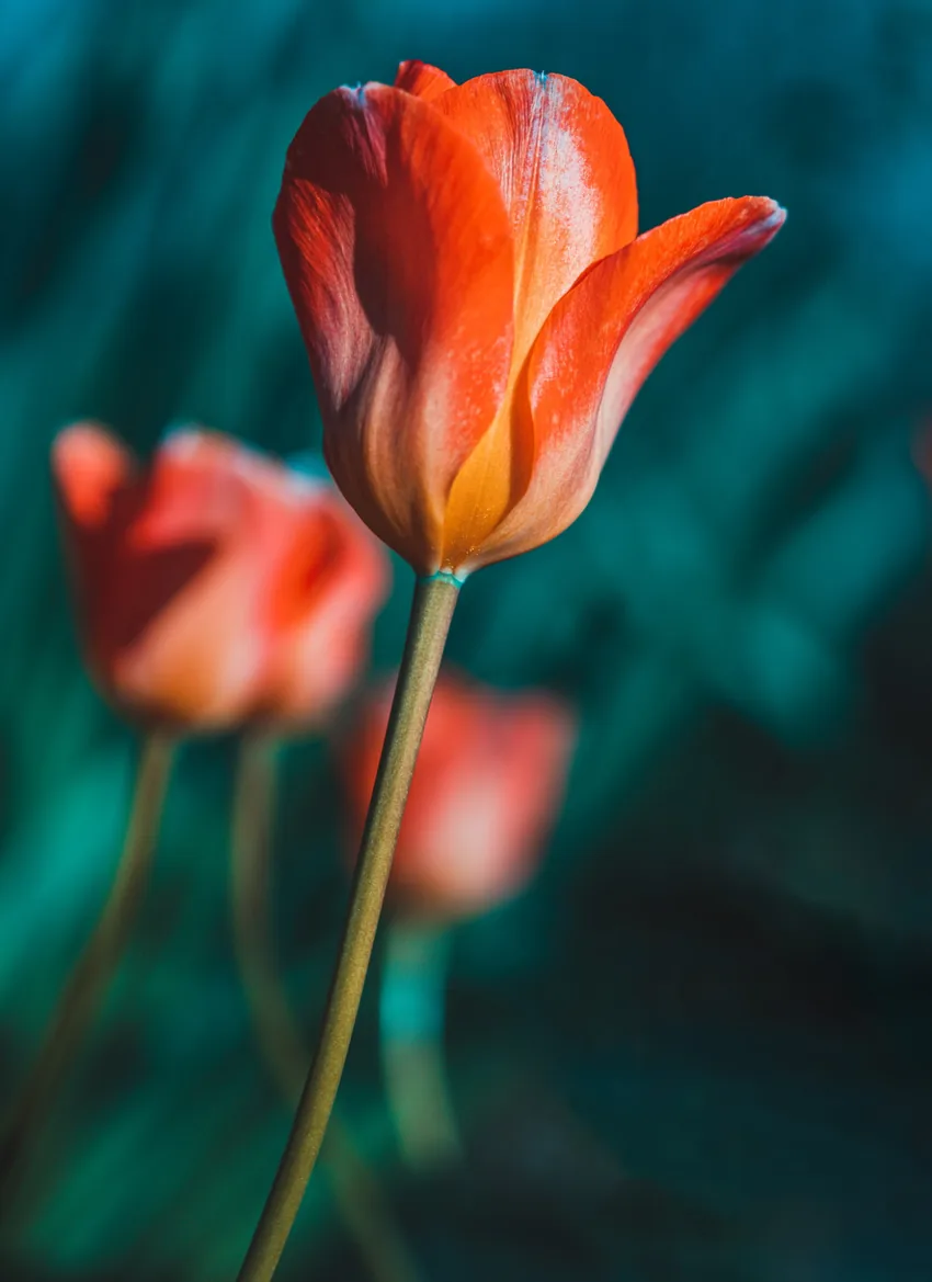 Tulipes orangées, éclat de couleur