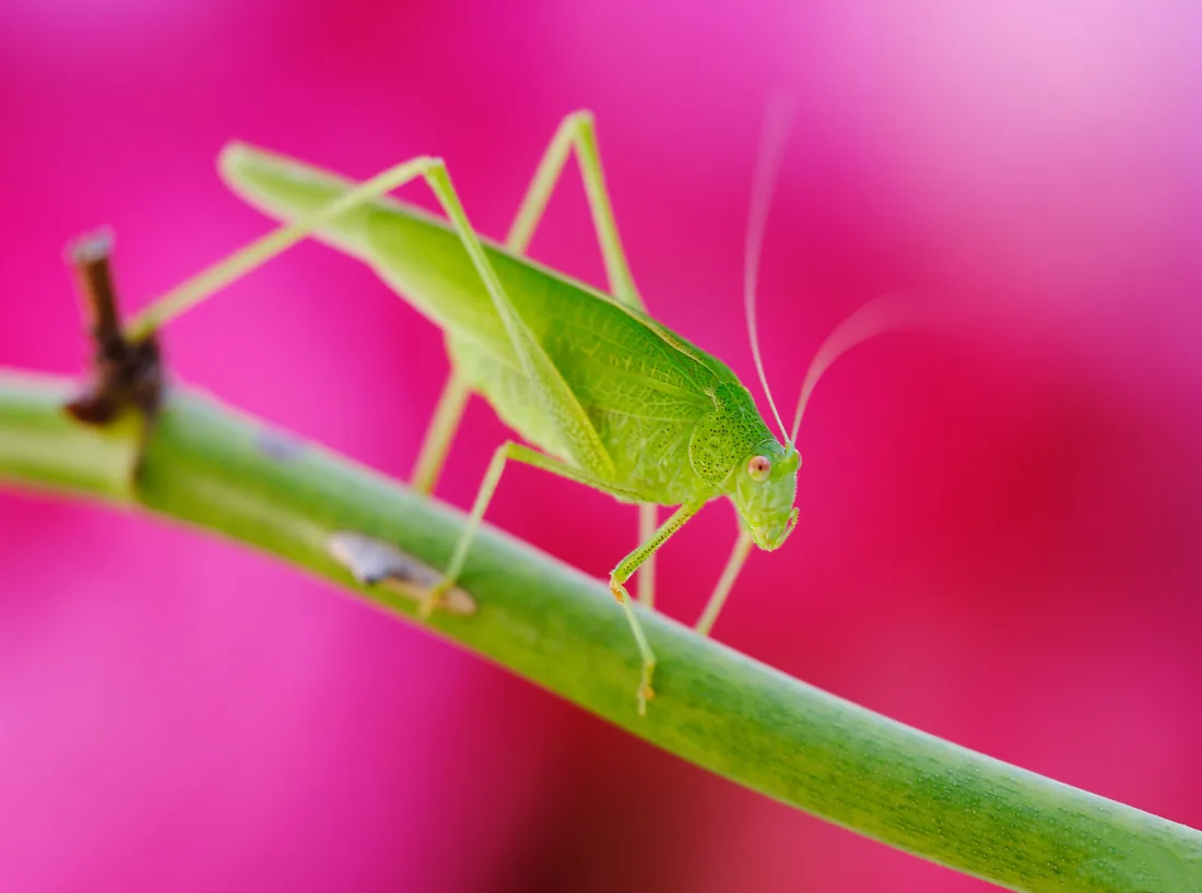 Sauterelle verte, couleurs éclatantes