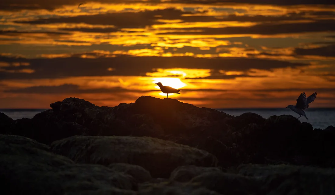 Mouettes au coucher du soleil