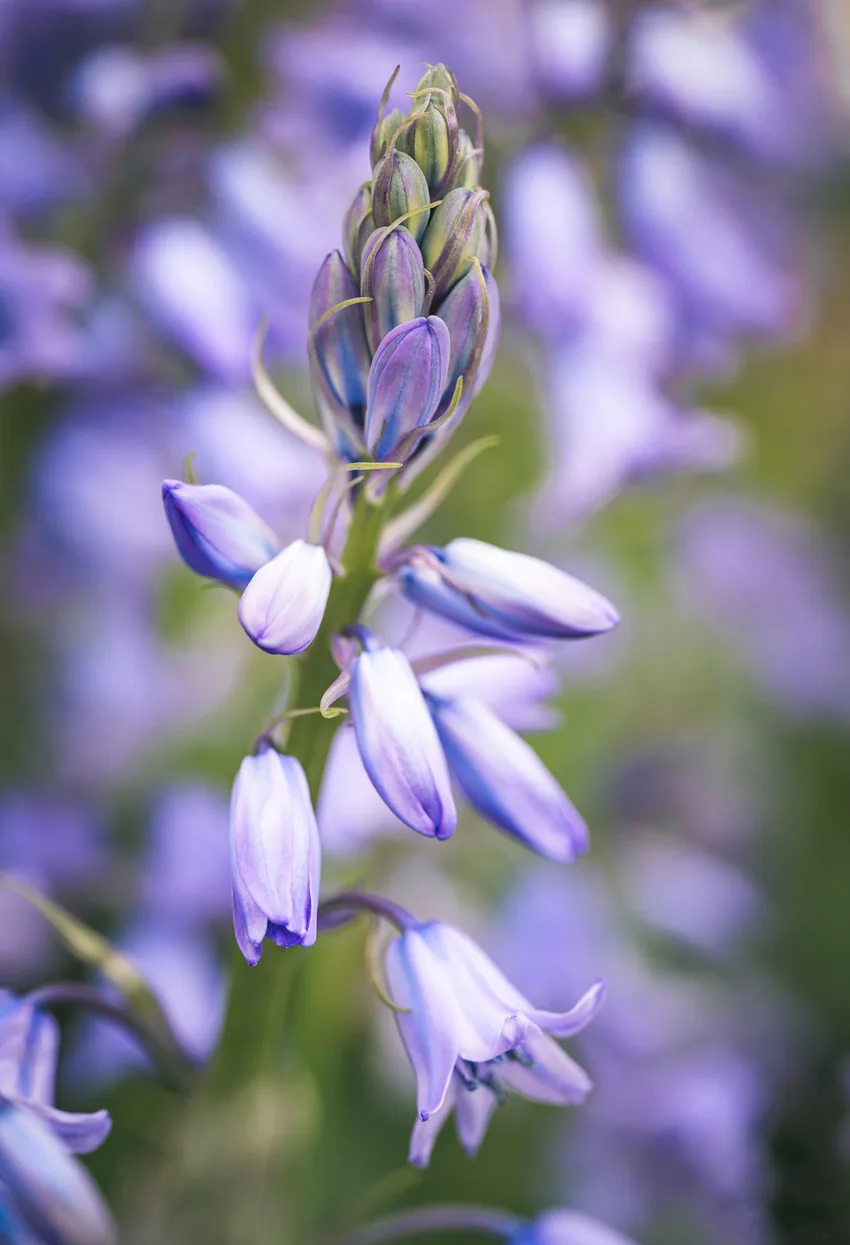 Jacinthes des bois, teintes violettes