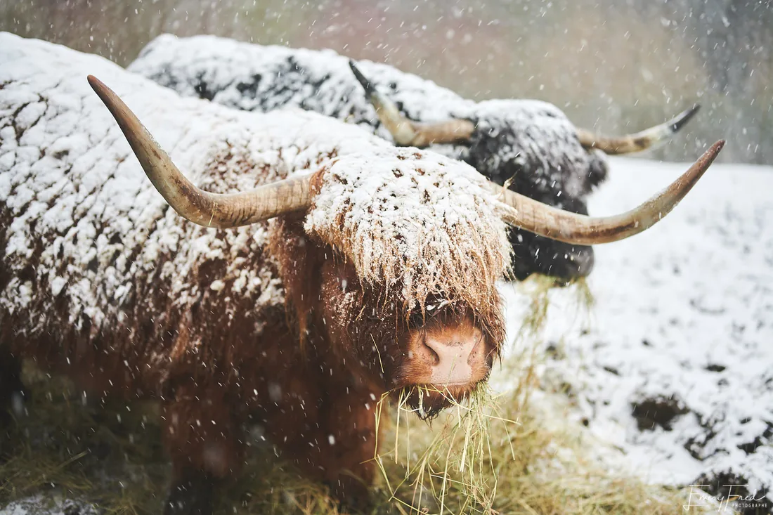Vache écossaise dans la neige