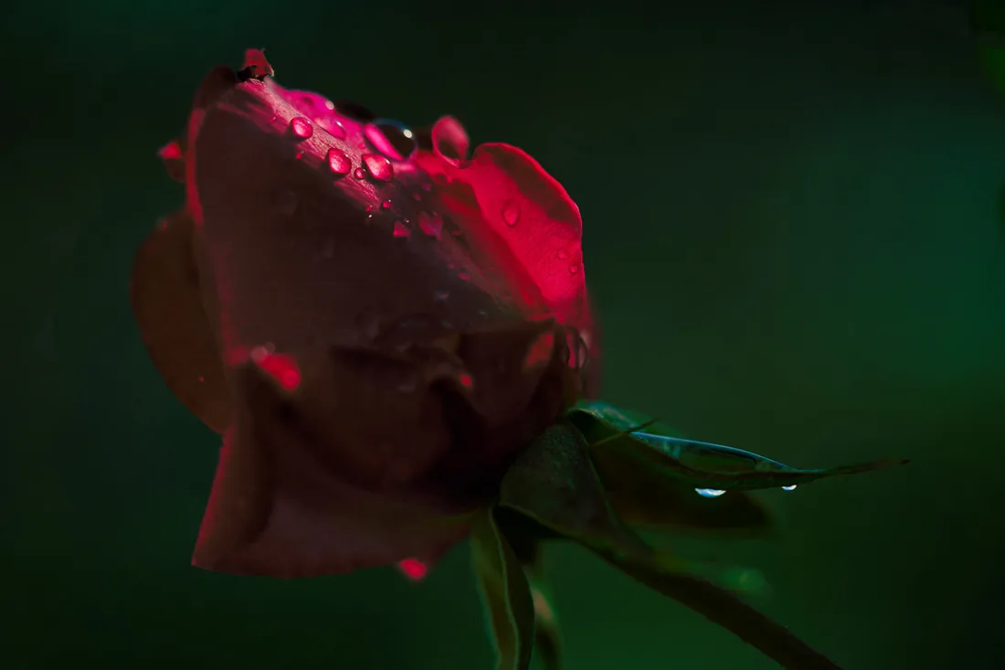 Rosée matinale sur pétales rouges