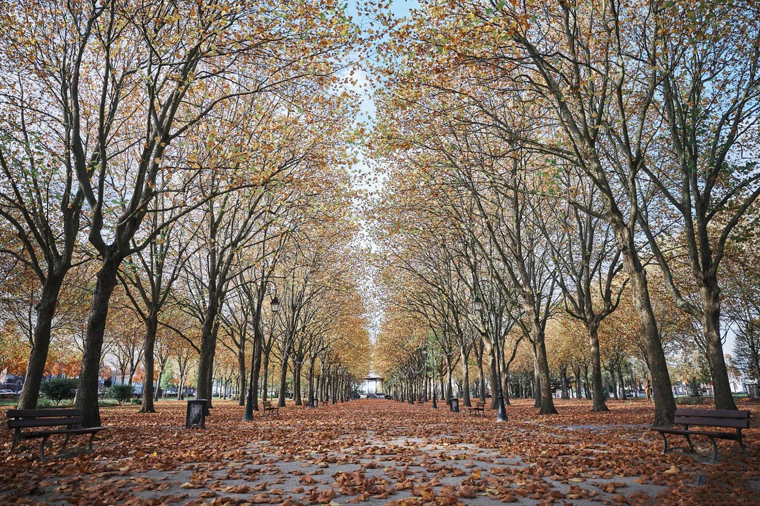 Allée automnale, lumière dorée