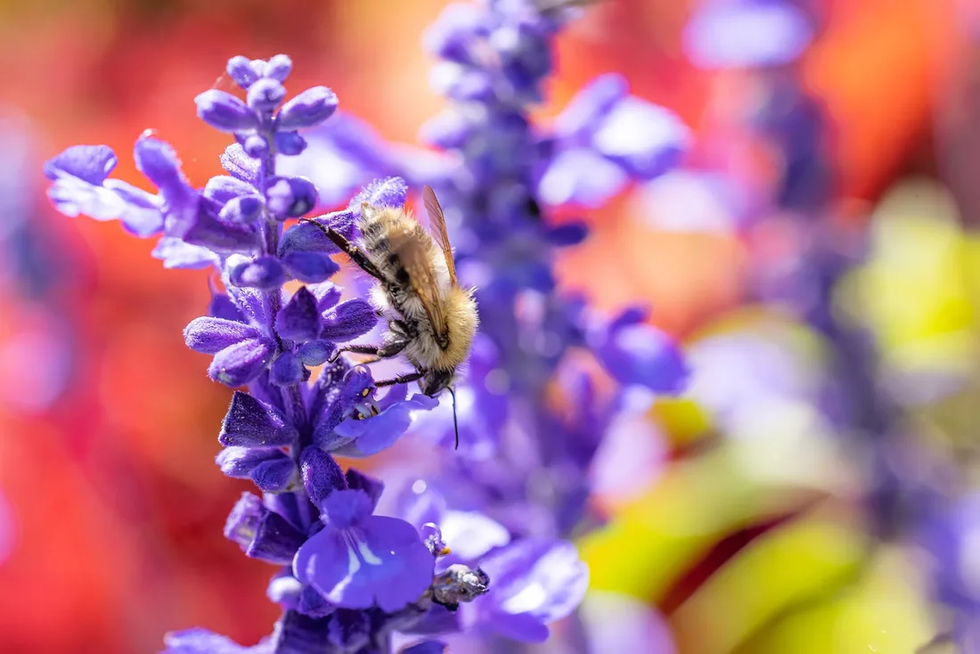 Abeille butinant, ambiance estivale