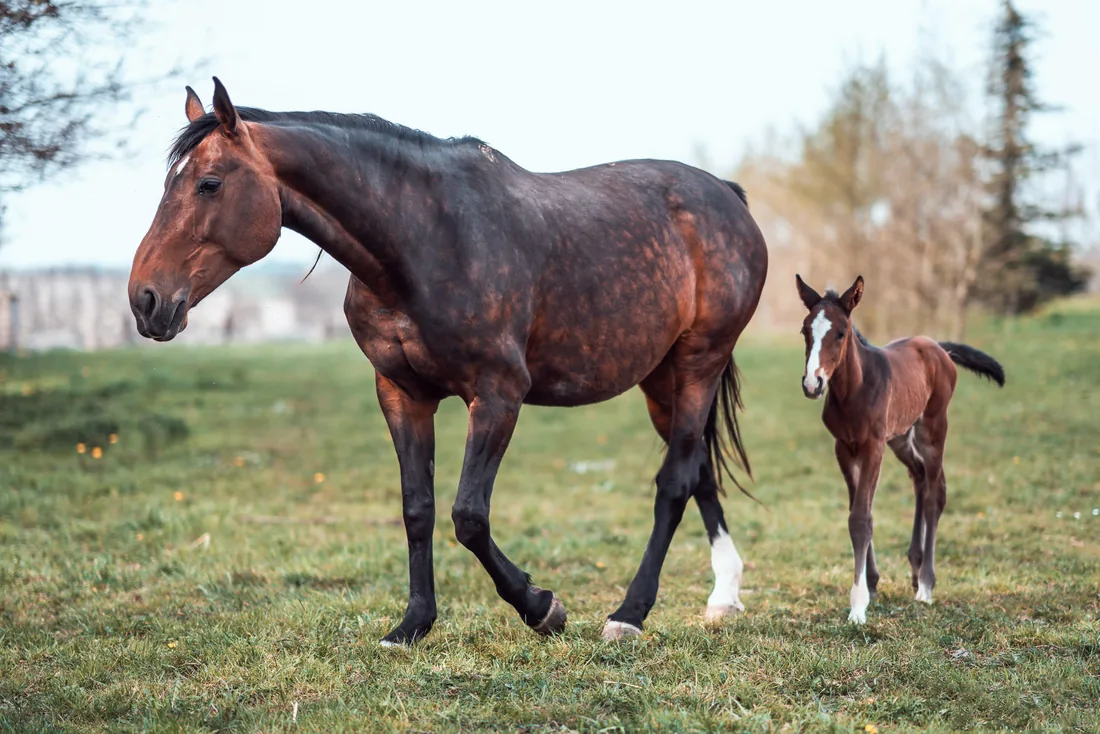 Jument et poulain, tendresse animale