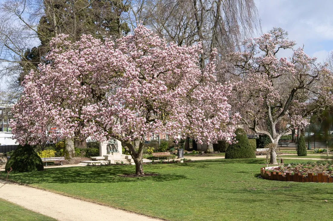 Magnolia en fleurs, douceur printanière