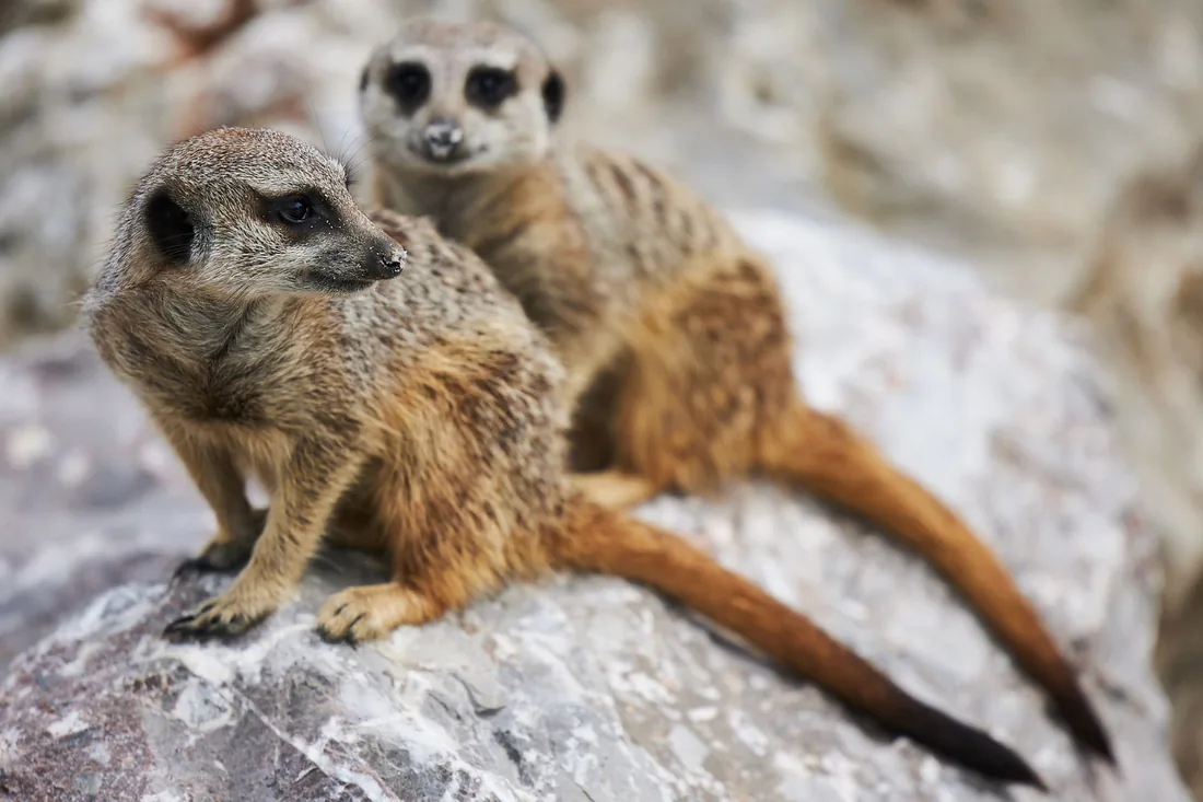Suricates aux aguets
