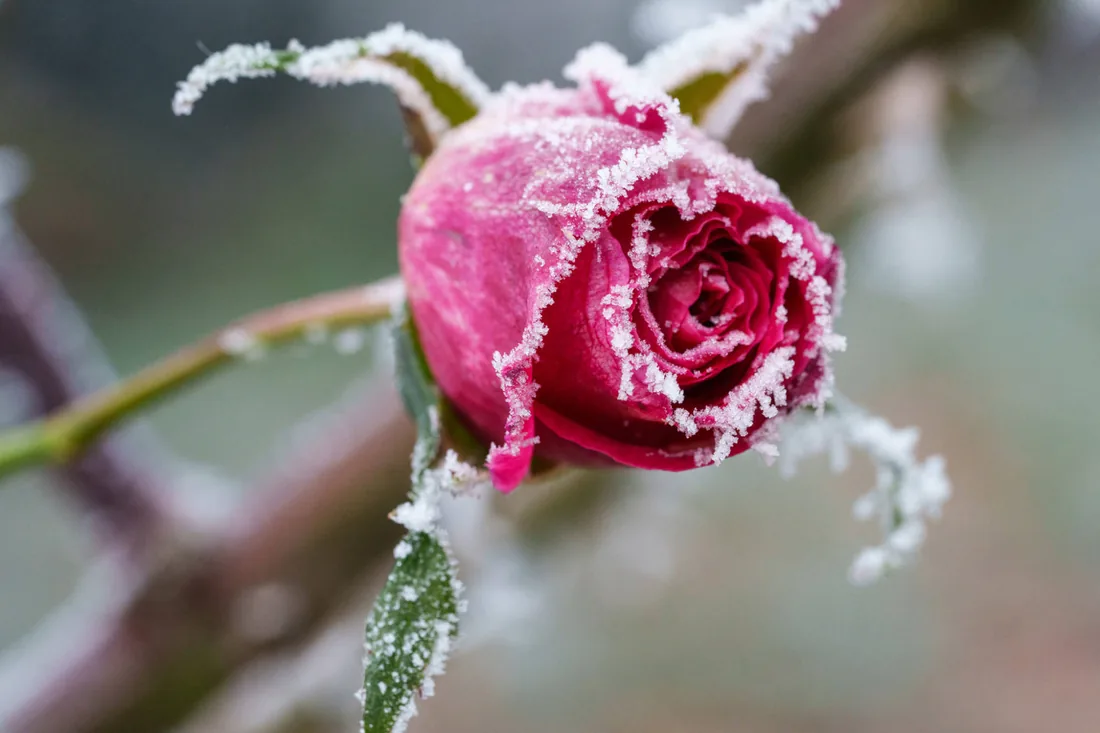 Rose givrée, ambiance hivernale