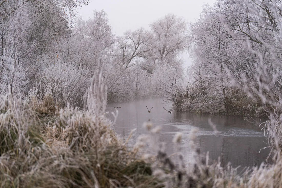 Givre et envol matinal