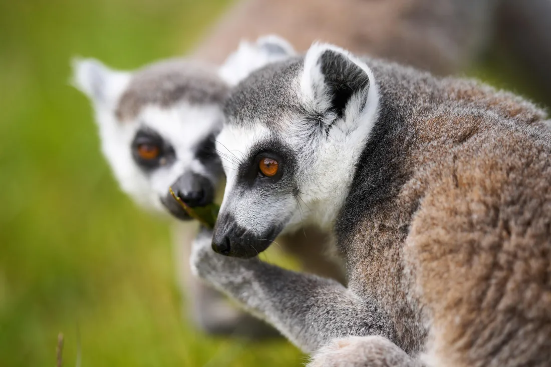 Regard curieux de lémuriens