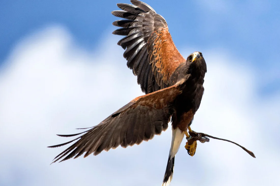 Rapace en plein envol