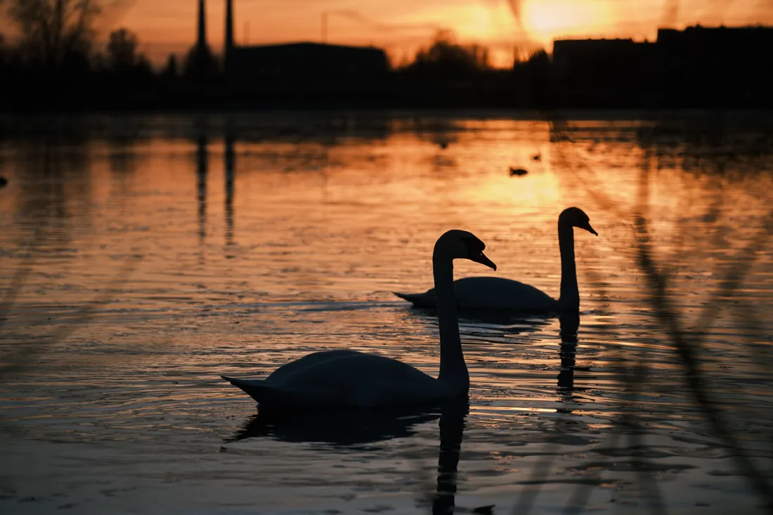 Cygnes au coucher du soleil