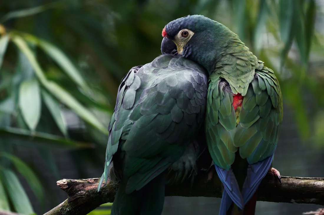 Faune & flore locales — perroquets au repos