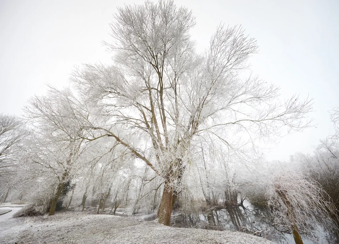 Givre et brouillard, arbre solitaire au bord de l'eau
